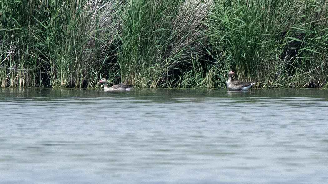 Graylag Goose